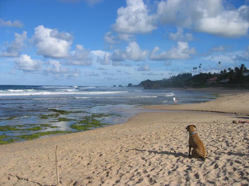 Round House Hotel Bathsheba Bagian luar foto
